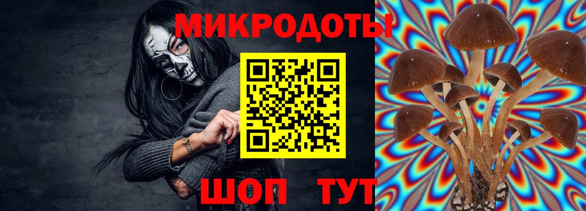 Курчатов  Псилоцибиновые грибы Cubensis  Вход с VPN 